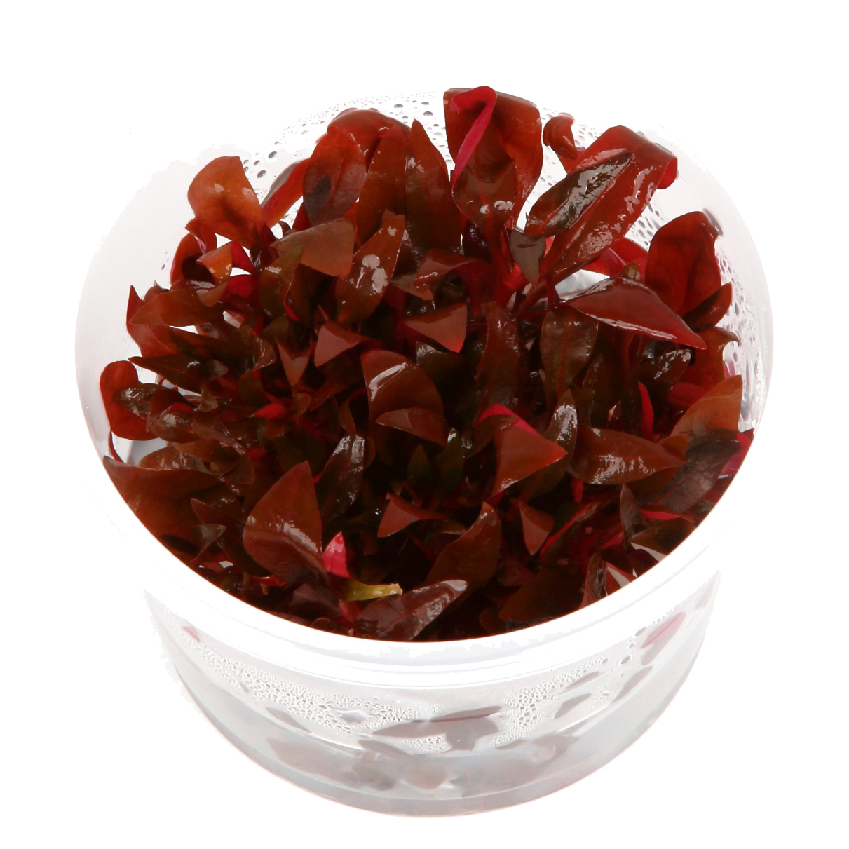 Alternanthera reineckii Mini 2 The Green Phoenix Aquascaping